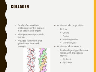 COLLAGEN
◦ Family of extracellular
proteins present in present
in all tissues and organs
◦ Most prominent protein in
human.
◦ Provides framework that
give tissues form and
strength.
 Amino acid composition
◦ Rich in
 Glycine
 Proline
 4-hydroxyproline
 5-hydroxylysine
 Amino acid sequence
◦ In all collagen type there are
region with tripeptides
repeats
 Gly-Pro-Y
 Gly-X-Hyp
 