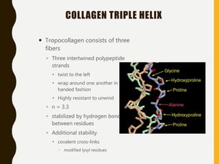 COLLAGEN TRIPLE HELIX
 Tropocollagen consists of three
fibers
◦ Three intertwined polypeptide
strands
 twist to the left
 wrap around one another in a right-
handed fashion
 Highly resistant to unwind
◦ n = 3.3
◦ stabilized by hydrogen bonds
between residues
◦ Additional stability
 covalent cross-links
 modified lysyl residues
 