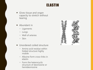 ELASTIN
 Gives tissue and organ
capacity to stretch without
tearing
 Abundant in
◦ Ligaments
◦ Lungs
◦ Wall of arteries
◦ Skin
 Unordered coiled structure
◦ Amino acid residue within
folded structure highly
mobile
◦ Allysine form cross-links in
elastin
◦ Form the heterocyclic
structure of desmosine or
hemidesmosine
 