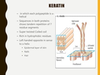KERATIN
– in which each polypeptide is α-
helical
– Sequences in both proteins
shows tandem repetition of 7
residue segments
– Super twisted Coiled coil
– Rich in hydrophobic residues
– Left handed opposite in sense
to α helix
• Epidermal layer of skin
• Nails
• Hair
 