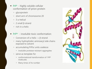  PrPc - highly soluble cellular
conformation of prion protein
◦ glycoprotein
◦ short arm of chromosome 20
◦ 3 α-helical
◦ 2 small β-strand
◦ rich in α-helix
 PrPsc - insoluble toxic conformation
◦ Conversion of α-helix → β-strand
◦ many hydrophobic aminoacyl side chains
exposed to solvent
◦ accumulating PrPsc units coalesce
 insoluble protease-resistant aggregates
◦ serve as template for
 conformational transformation of PrPc
molecules
 Many times of its number
 