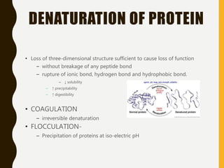 DENATURATION OF PROTEIN
• Loss of three-dimensional structure sufficient to cause loss of function
– without breakage of any peptide bond
– rupture of ionic bond, hydrogen bond and hydrophobic bond.
– ↓ solubility
– ↑ precipitability
– ↑ digestibility
• COAGULATION
– irreversible denaturation
• FLOCCULATION-
– Precipitation of proteins at iso-electric pH
 