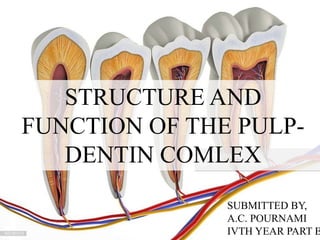 STRUCTURE AND
FUNCTION OF THE PULP-
DENTIN COMLEX
SUBMITTED BY,
A.C. POURNAMI
IVTH YEAR PART B
 