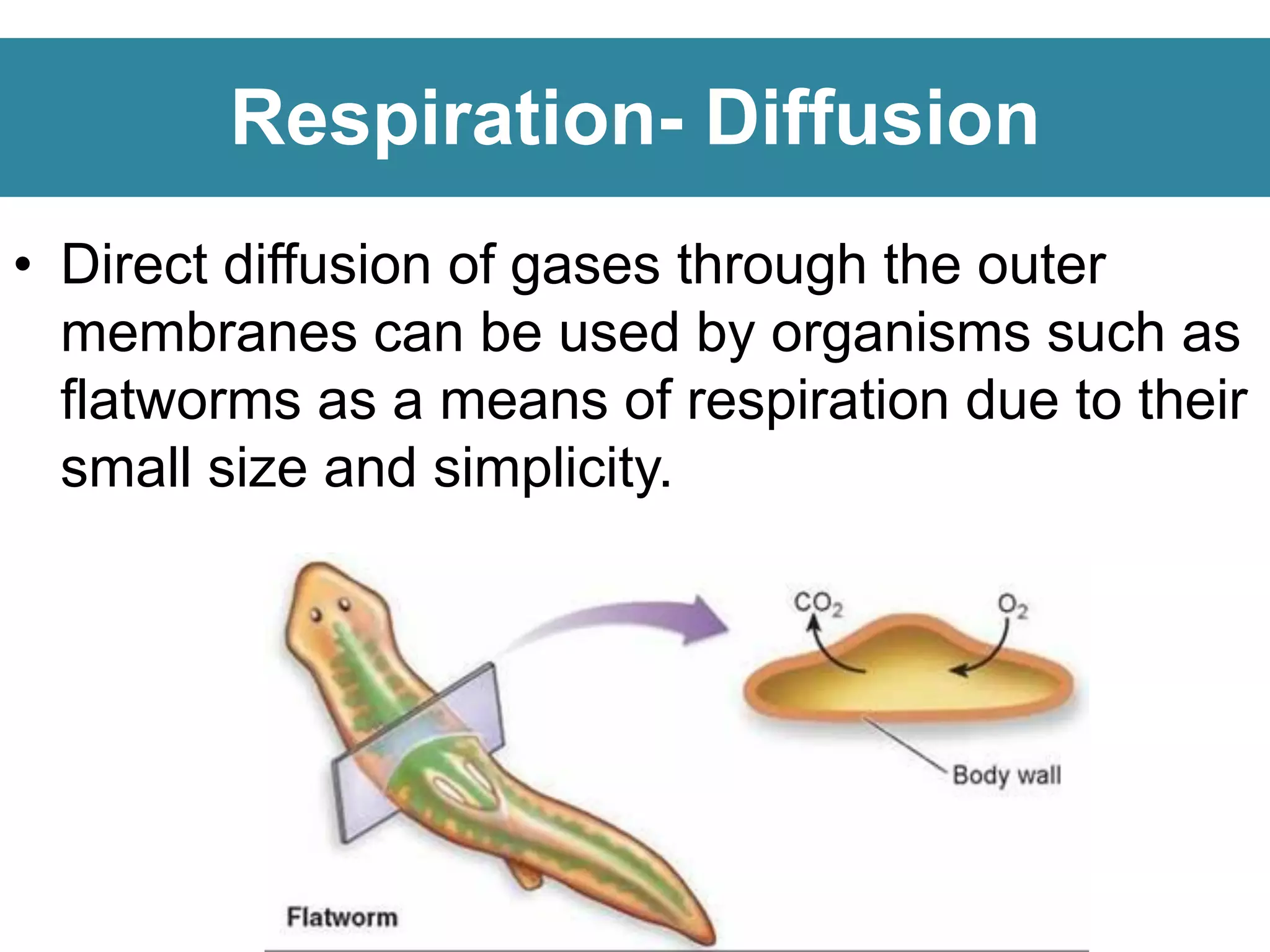 Respiration- Diffusion
• Direct diffusion of gases through the outer
membranes can be used by organisms such as
flatworms as a means of respiration due to their
small size and simplicity.
 