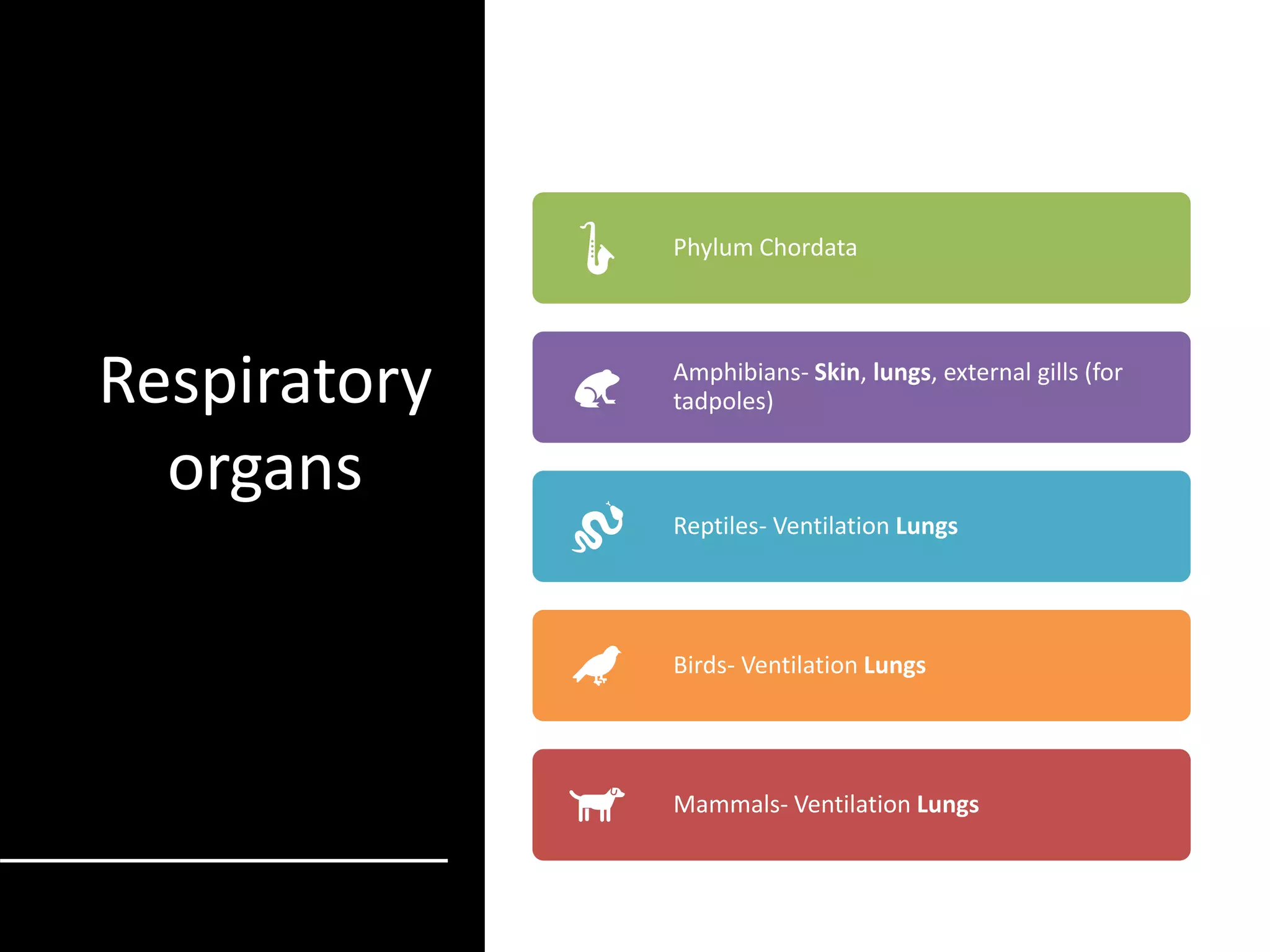 Respiratory
organs
Respiration can occur using a variety of
respiratory organs in different animals,
including skin, gills, and tracheal systems.
Phylum Chordata
Amphibians- Skin, lungs, external gills (for
tadpoles)
Reptiles- Ventilation Lungs
Birds- Ventilation Lungs
Mammals- Ventilation Lungs
 