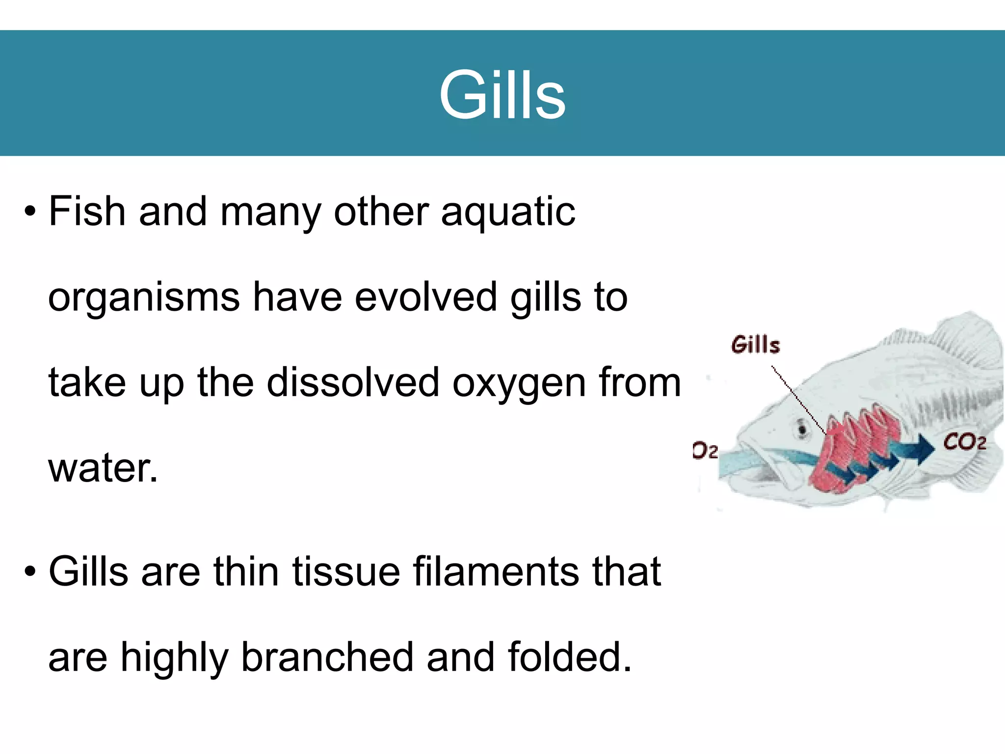 Gills
• Fish and many other aquatic
organisms have evolved gills to
take up the dissolved oxygen from
water.
• Gills are thin tissue filaments that
are highly branched and folded.
 