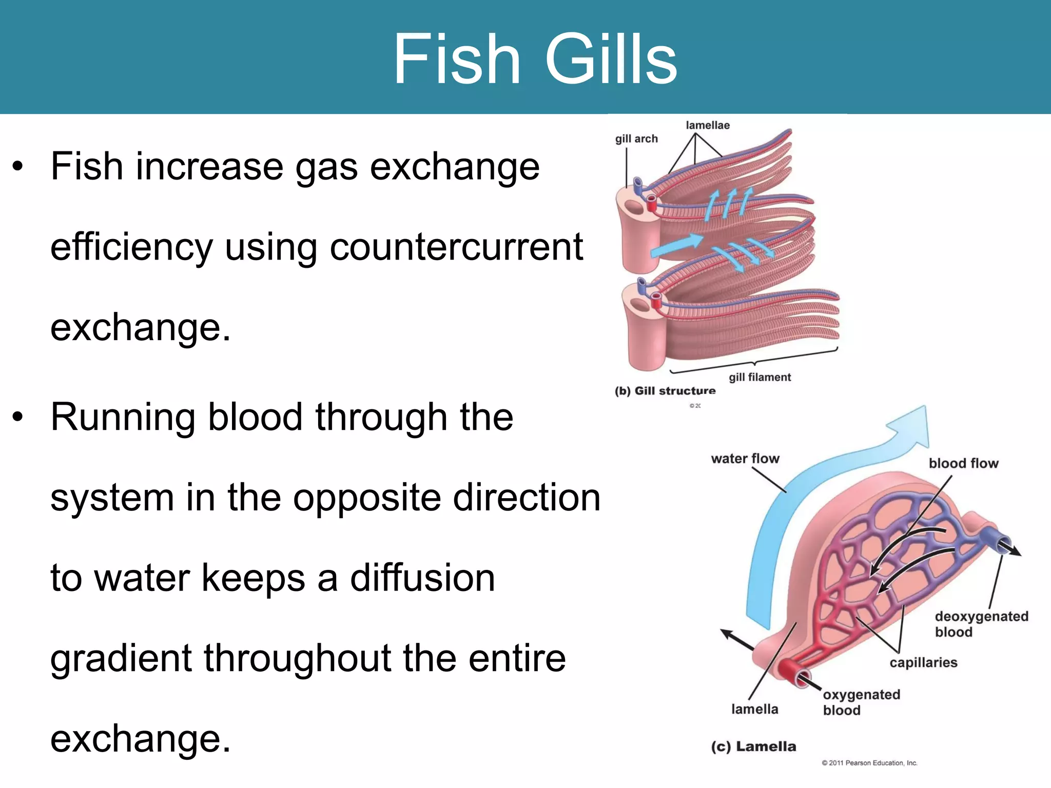 Fish Gills
• Fish increase gas exchange
efficiency using countercurrent
exchange.
• Running blood through the
system in the opposite direction
to water keeps a diffusion
gradient throughout the entire
exchange.
 