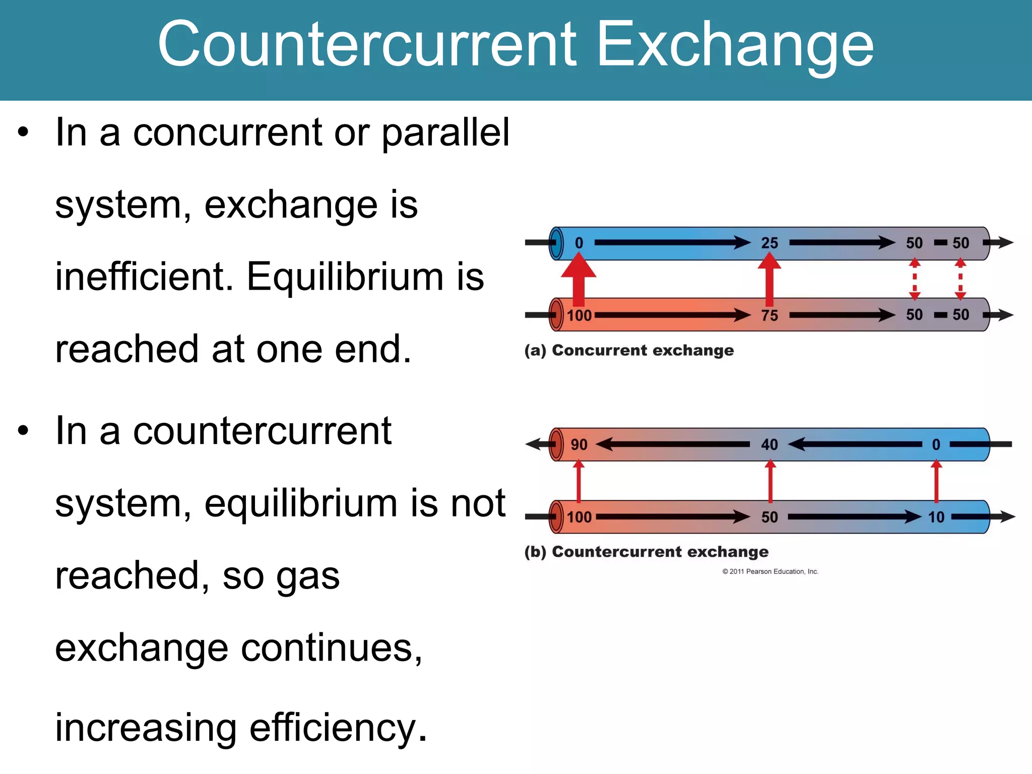 Countercurrent Exchange
• In a concurrent or parallel
system, exchange is
inefficient. Equilibrium is
reached at one end.
• In a countercurrent
system, equilibrium is not
reached, so gas
exchange continues,
increasing efficiency.
 