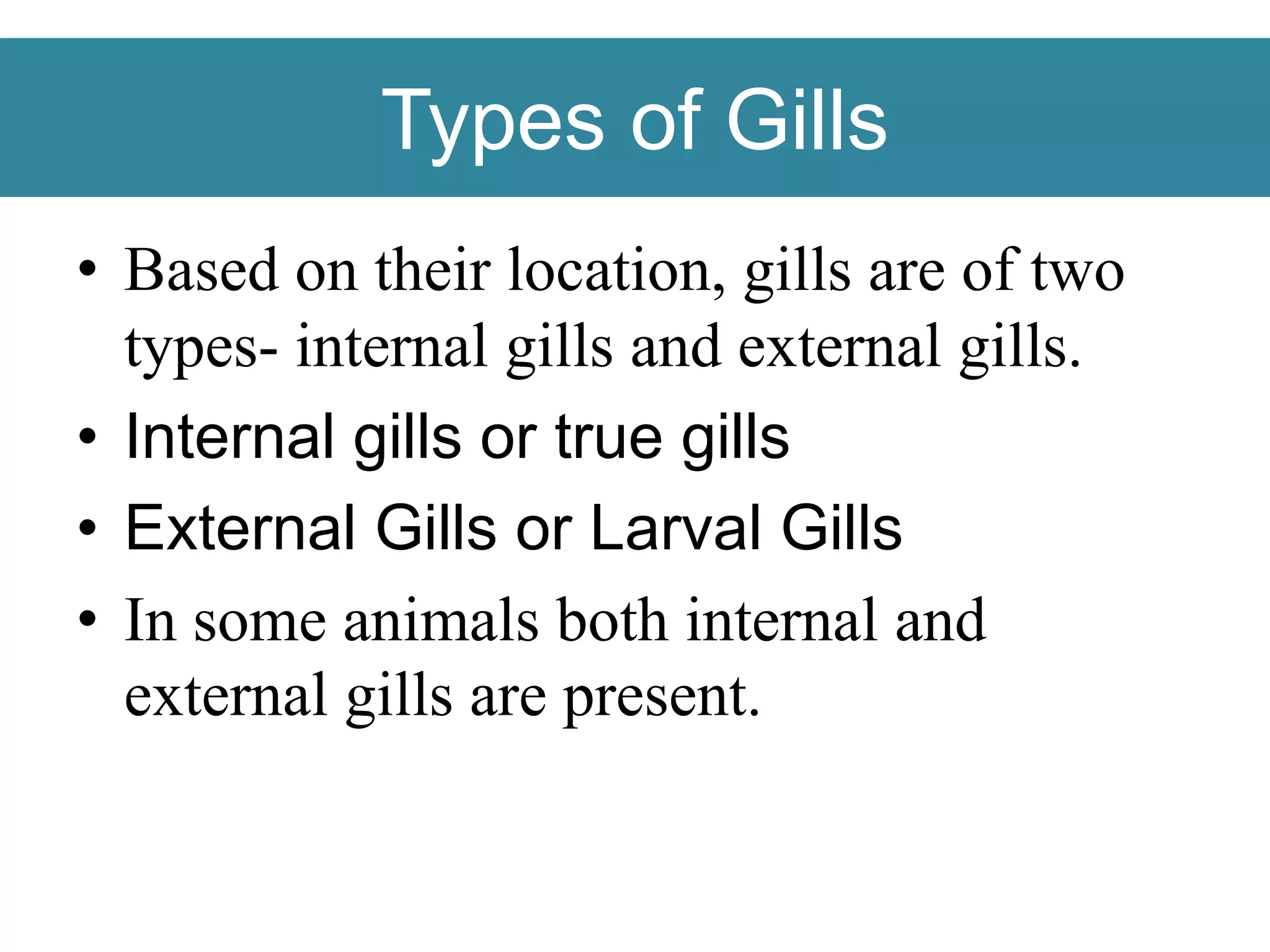 Types of Gills
• Based on their location, gills are of two
types- internal gills and external gills.
• Internal gills or true gills
• External Gills or Larval Gills
• In some animals both internal and
external gills are present.
 