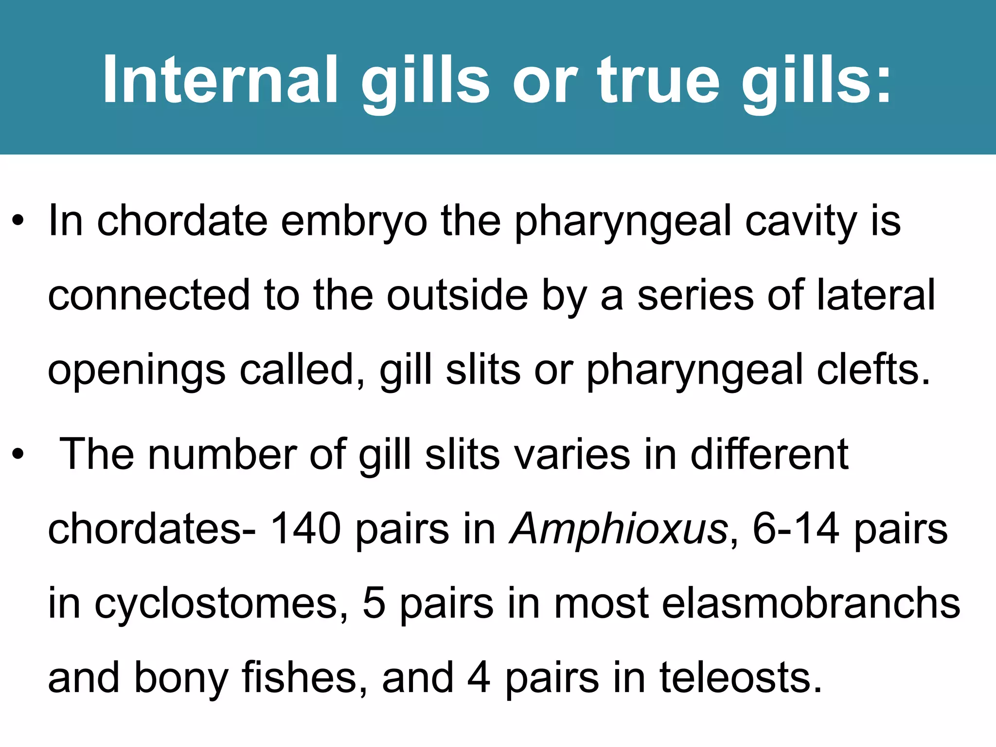 Internal gills or true gills:
• In chordate embryo the pharyngeal cavity is
connected to the outside by a series of lateral
openings called, gill slits or pharyngeal clefts.
• The number of gill slits varies in different
chordates- 140 pairs in Amphioxus, 6-14 pairs
in cyclostomes, 5 pairs in most elasmobranchs
and bony fishes, and 4 pairs in teleosts.
 
