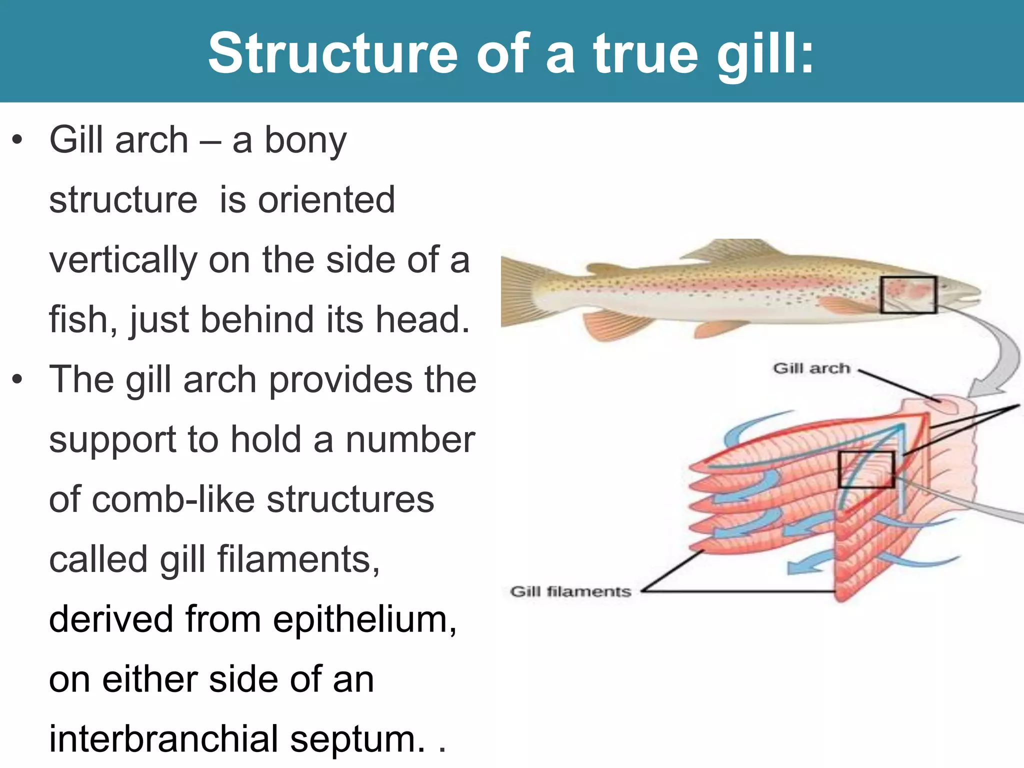 Structure of a true gill:
• Gill arch – a bony
structure is oriented
vertically on the side of a
fish, just behind its head.
• The gill arch provides the
support to hold a number
of comb-like structures
called gill filaments,
derived from epithelium,
on either side of an
interbranchial septum. .
 