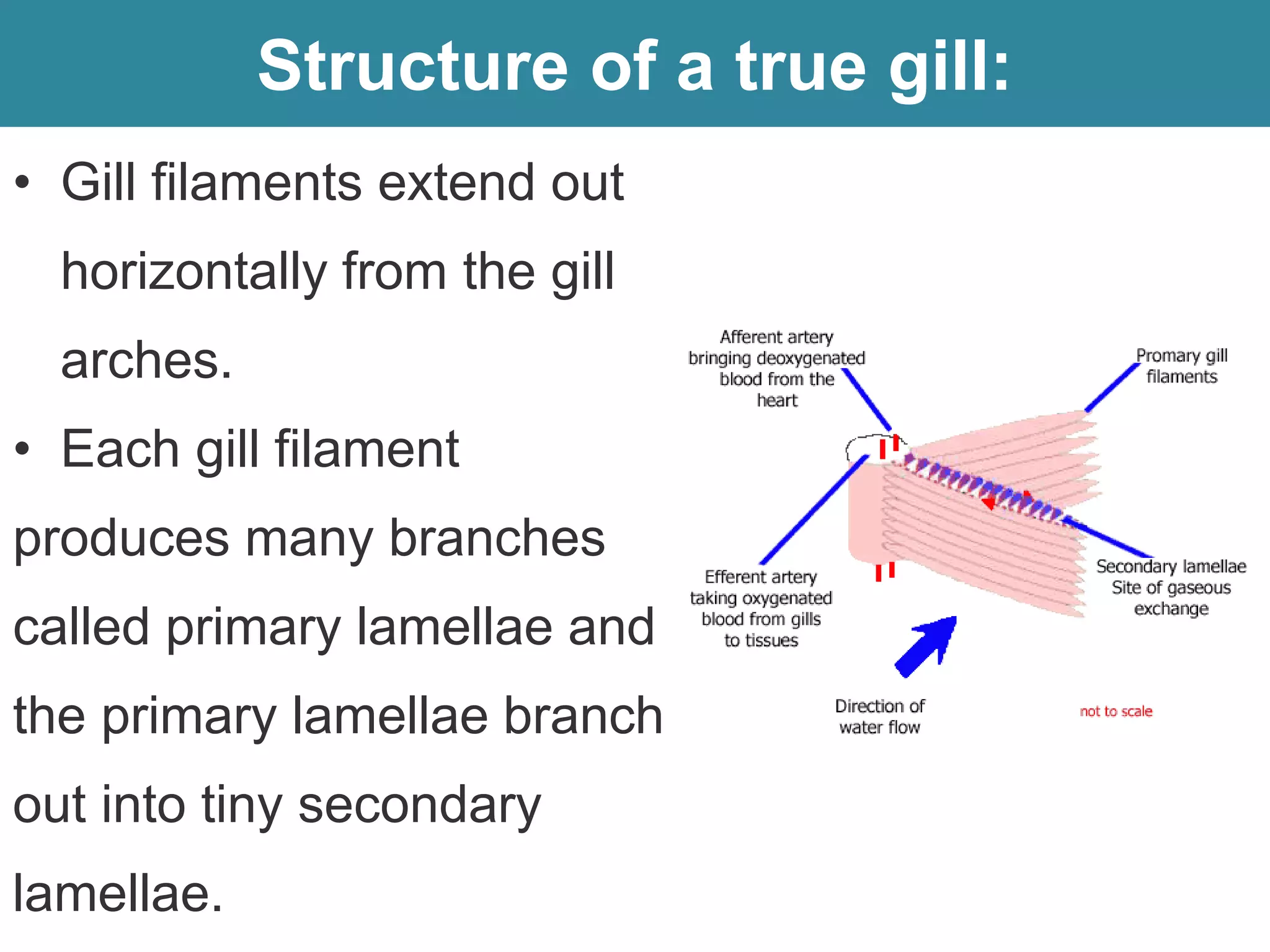 Structure of a true gill:
• Gill filaments extend out
horizontally from the gill
arches.
• Each gill filament
produces many branches
called primary lamellae and
the primary lamellae branch
out into tiny secondary
lamellae.
 