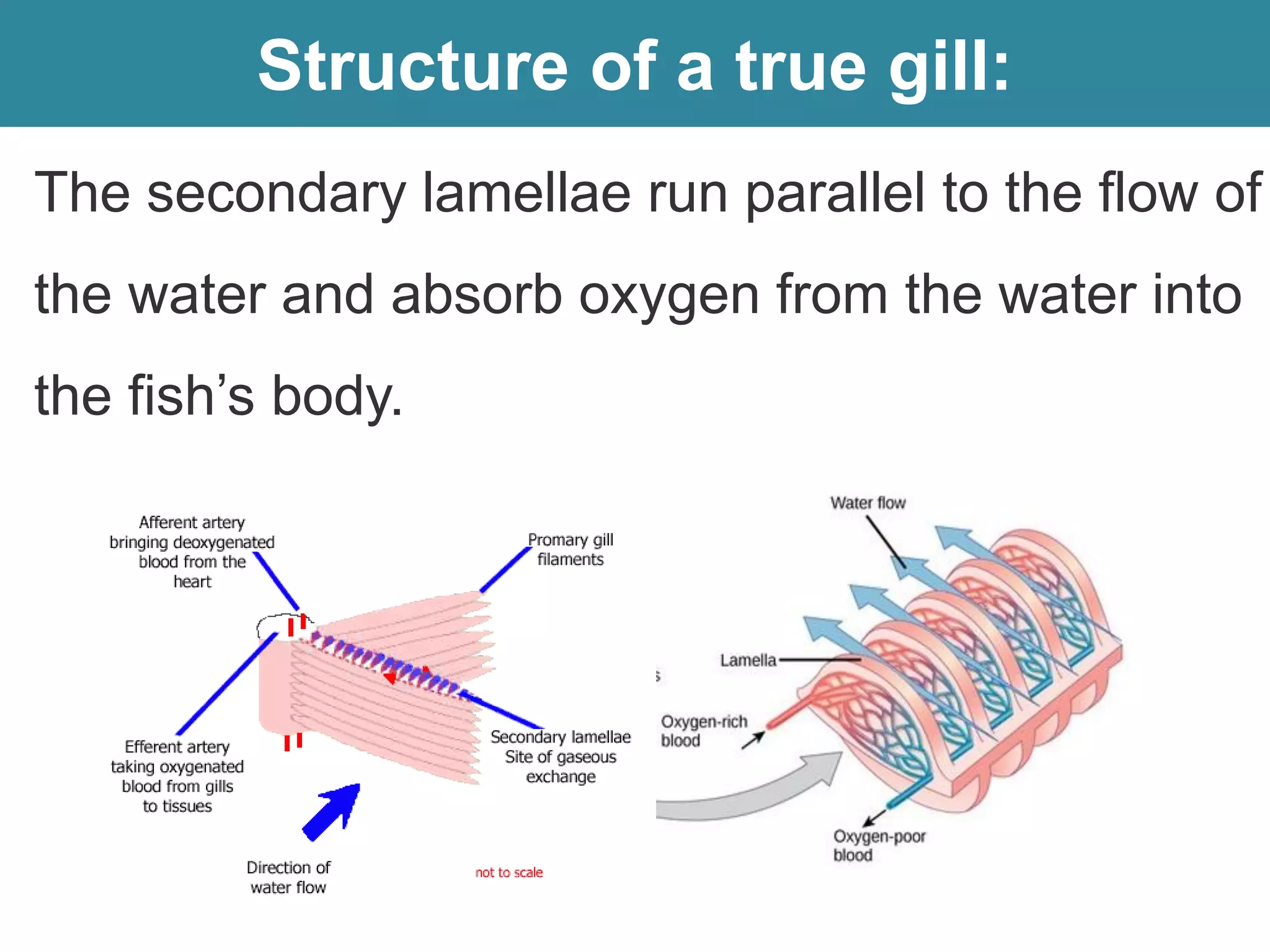 Structure of a true gill:
The secondary lamellae run parallel to the flow of
the water and absorb oxygen from the water into
the fish’s body.
 