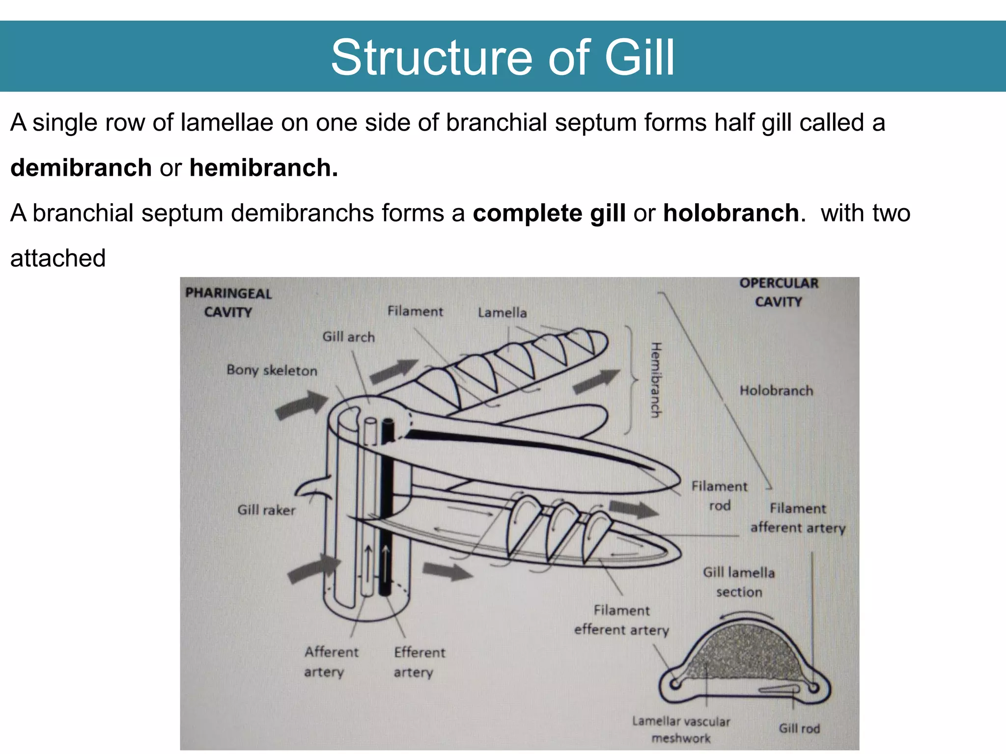 Structure of Gill
A single row of lamellae on one side of branchial septum forms half gill called a
demibranch or hemibranch.
A branchial septum demibranchs forms a complete gill or holobranch. with two
attached
 