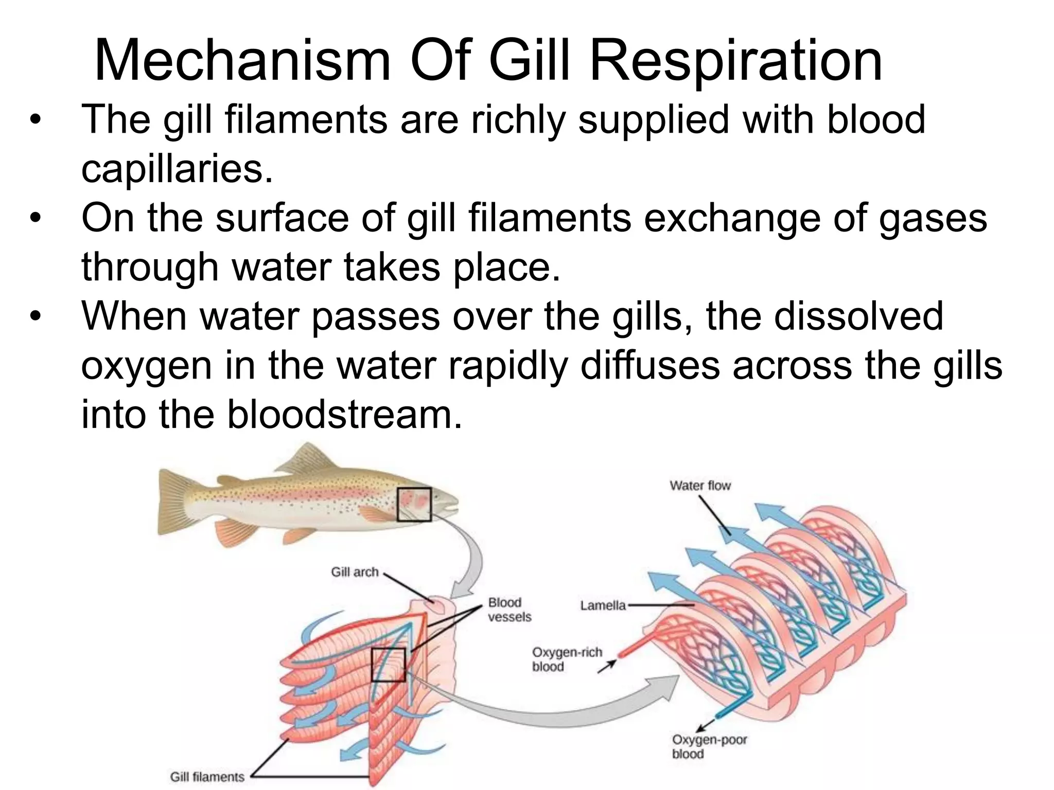 Mechanism Of Gill Respiration
• The gill filaments are richly supplied with blood
capillaries.
• On the surface of gill filaments exchange of gases
through water takes place.
• When water passes over the gills, the dissolved
oxygen in the water rapidly diffuses across the gills
into the bloodstream.
 