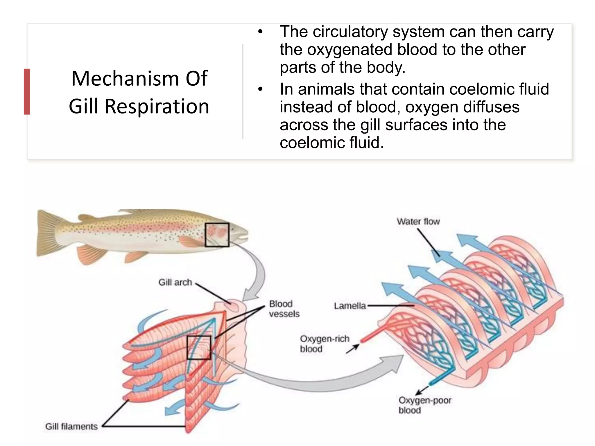 Mechanism Of
Gill Respiration
• The circulatory system can then carry
the oxygenated blood to the other
parts of the body.
• In animals that contain coelomic fluid
instead of blood, oxygen diffuses
across the gill surfaces into the
coelomic fluid.
 