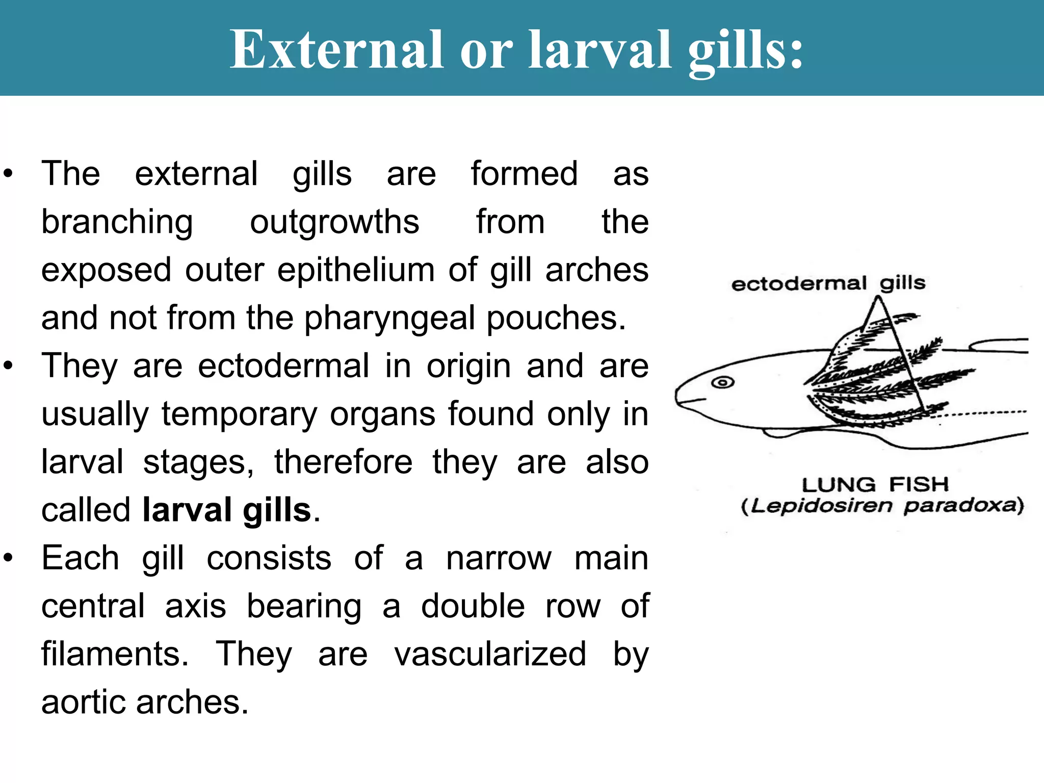External or larval gills:
• The external gills are formed as
branching outgrowths from the
exposed outer epithelium of gill arches
and not from the pharyngeal pouches.
• They are ectodermal in origin and are
usually temporary organs found only in
larval stages, therefore they are also
called larval gills.
• Each gill consists of a narrow main
central axis bearing a double row of
filaments. They are vascularized by
aortic arches.
 