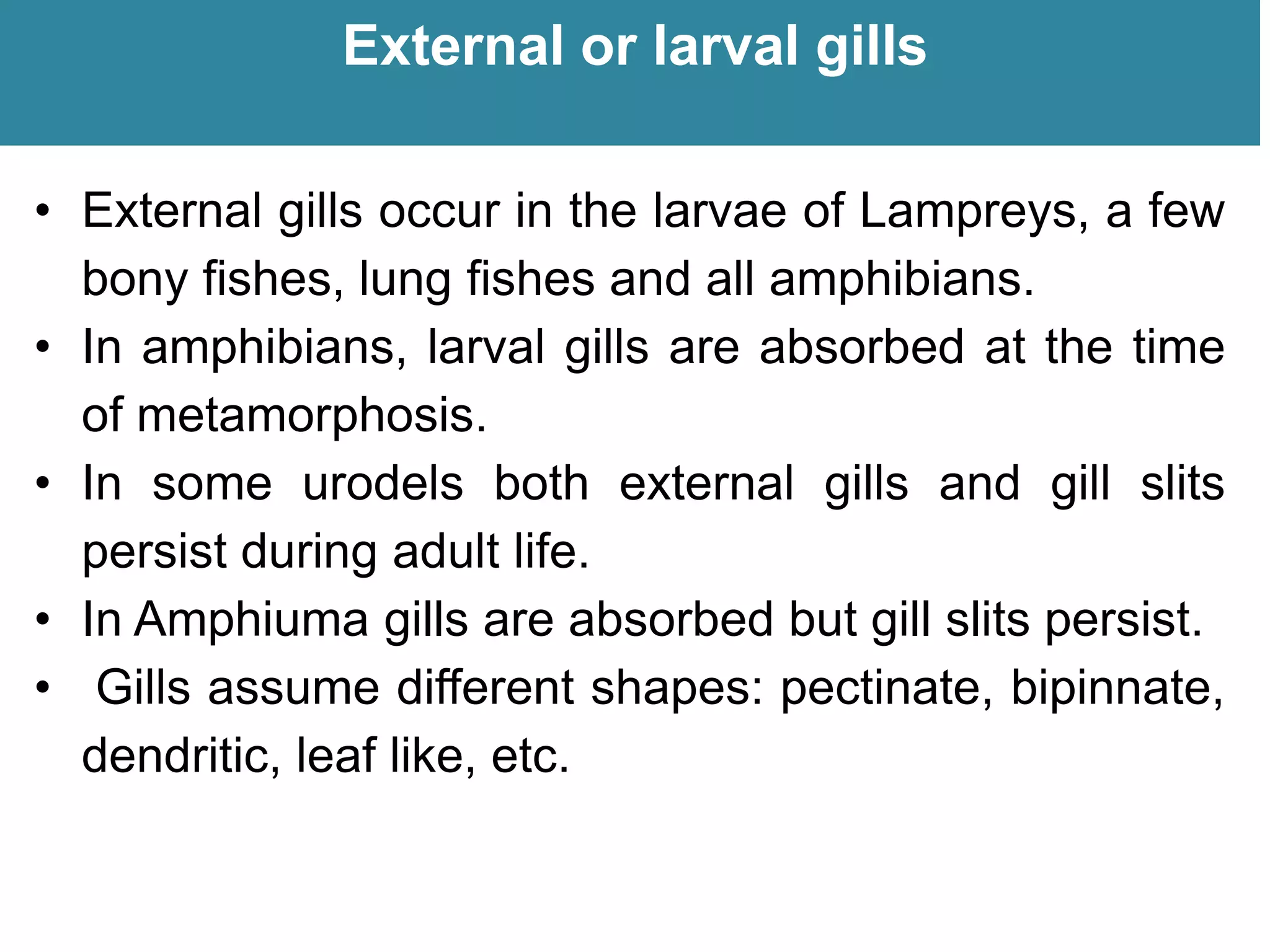 External or larval gills
• External gills occur in the larvae of Lampreys, a few
bony fishes, lung fishes and all amphibians.
• In amphibians, larval gills are absorbed at the time
of metamorphosis.
• In some urodels both external gills and gill slits
persist during adult life.
• In Amphiuma gills are absorbed but gill slits persist.
• Gills assume different shapes: pectinate, bipinnate,
dendritic, leaf like, etc.
 
