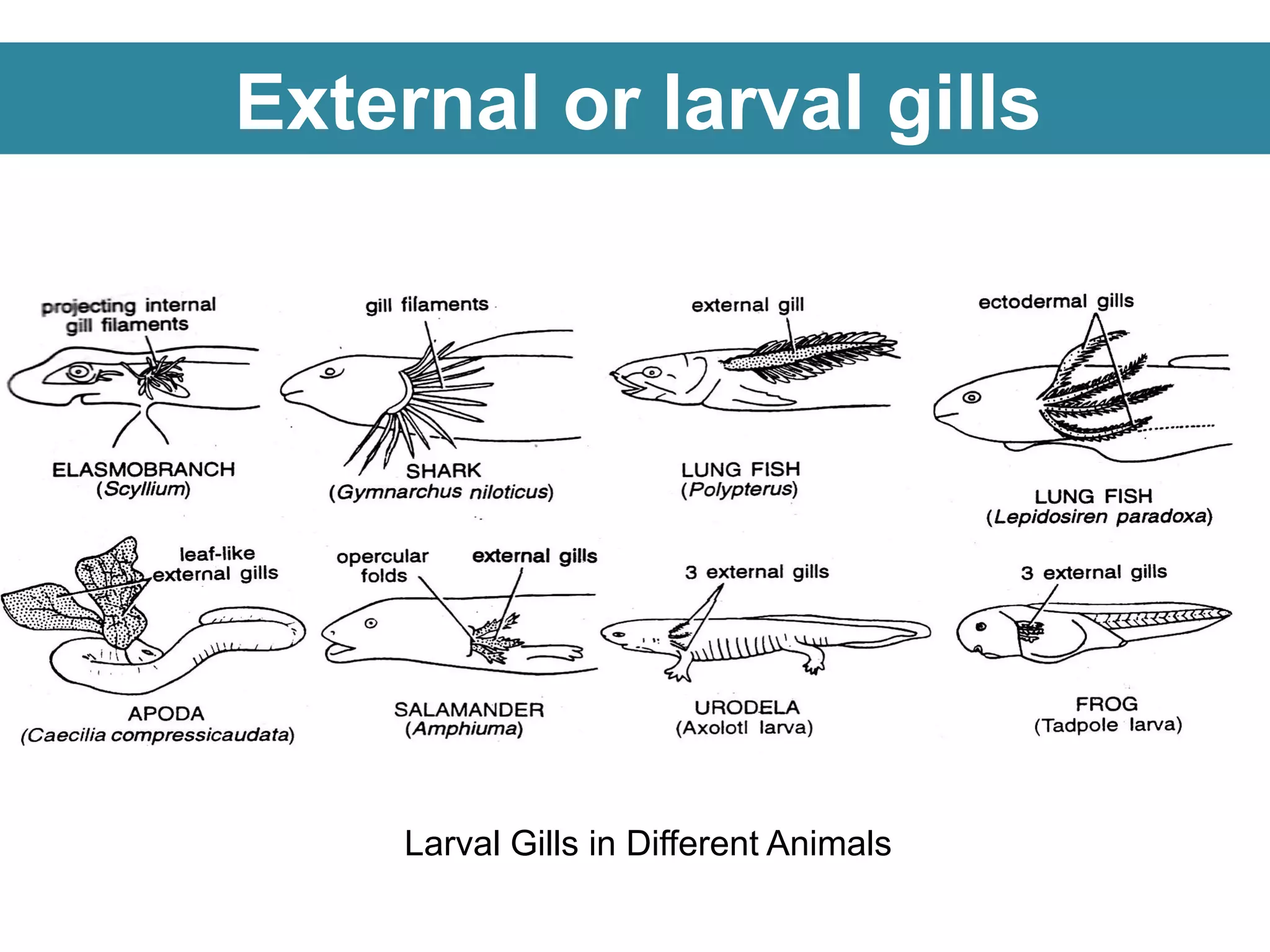 External or larval gills
Larval Gills in Different Animals
 