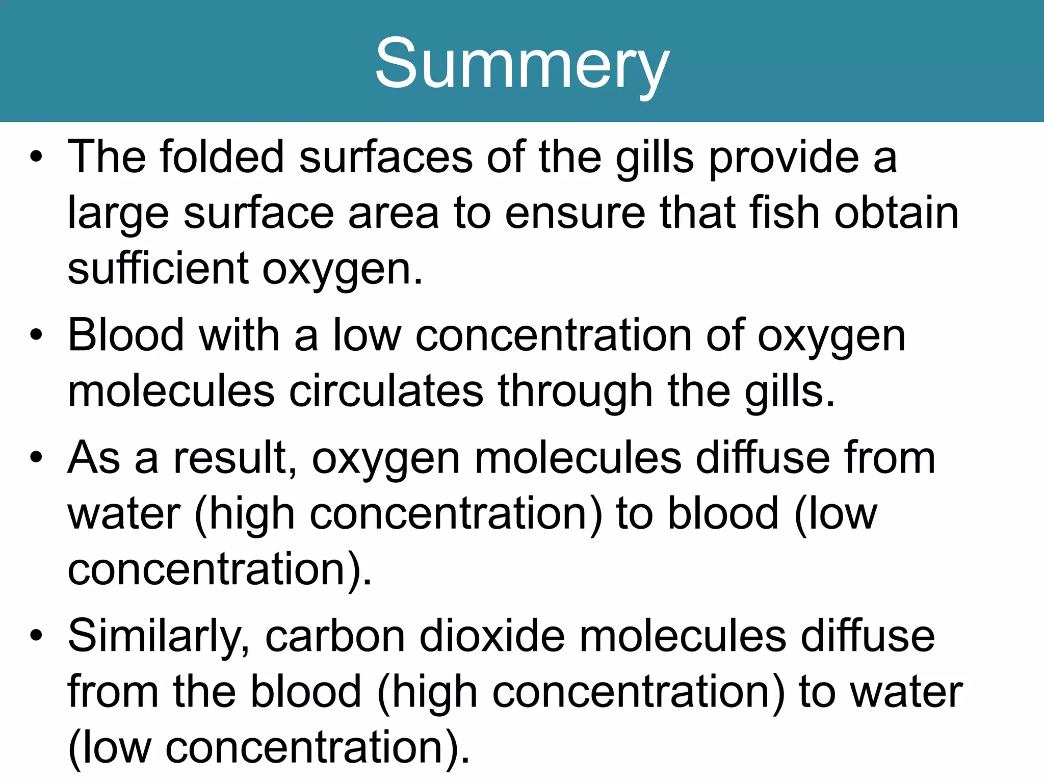 Summery
• The folded surfaces of the gills provide a
large surface area to ensure that fish obtain
sufficient oxygen.
• Blood with a low concentration of oxygen
molecules circulates through the gills.
• As a result, oxygen molecules diffuse from
water (high concentration) to blood (low
concentration).
• Similarly, carbon dioxide molecules diffuse
from the blood (high concentration) to water
(low concentration).
 