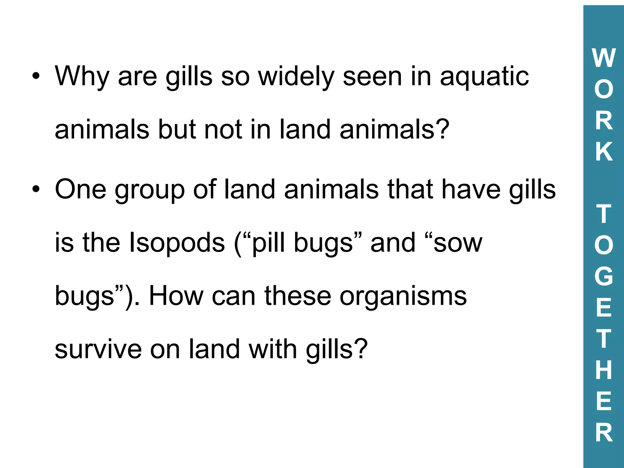 • Why are gills so widely seen in aquatic
animals but not in land animals?
• One group of land animals that have gills
is the Isopods (“pill bugs” and “sow
bugs”). How can these organisms
survive on land with gills?
W
O
R
K
T
O
G
E
T
H
E
R
W
O
R
K
T
O
G
E
T
H
E
R
 