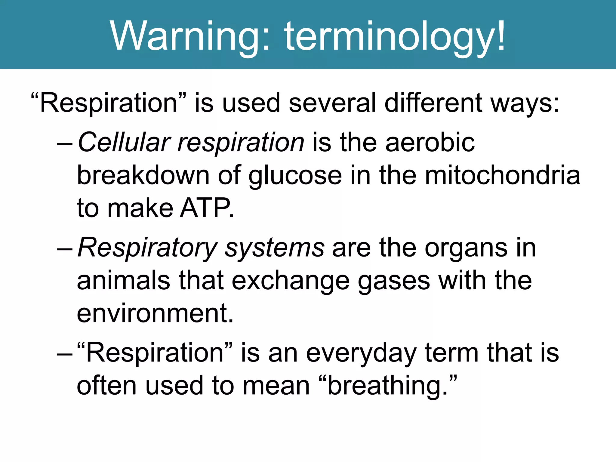 Warning: terminology!
“Respiration” is used several different ways:
–Cellular respiration is the aerobic
breakdown of glucose in the mitochondria
to make ATP.
–Respiratory systems are the organs in
animals that exchange gases with the
environment.
–“Respiration” is an everyday term that is
often used to mean “breathing.”
 