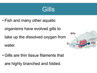 Gills
• Fish and many other aquatic
organisms have evolved gills to
take up the dissolved oxygen from
water.
• Gills are thin tissue filaments that
are highly branched and folded.
 