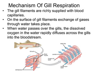 Mechanism Of Gill Respiration
• The gill filaments are richly supplied with blood
capillaries.
• On the surface of gill filaments exchange of gases
through water takes place.
• When water passes over the gills, the dissolved
oxygen in the water rapidly diffuses across the gills
into the bloodstream.
 