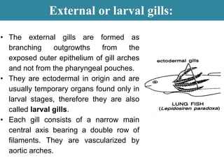 External or larval gills:
• The external gills are formed as
branching outgrowths from the
exposed outer epithelium of gill arches
and not from the pharyngeal pouches.
• They are ectodermal in origin and are
usually temporary organs found only in
larval stages, therefore they are also
called larval gills.
• Each gill consists of a narrow main
central axis bearing a double row of
filaments. They are vascularized by
aortic arches.
 