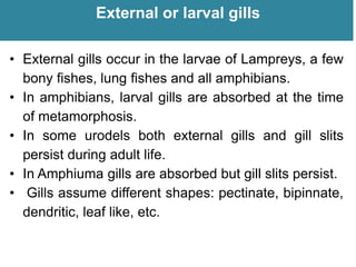 External or larval gills
• External gills occur in the larvae of Lampreys, a few
bony fishes, lung fishes and all amphibians.
• In amphibians, larval gills are absorbed at the time
of metamorphosis.
• In some urodels both external gills and gill slits
persist during adult life.
• In Amphiuma gills are absorbed but gill slits persist.
• Gills assume different shapes: pectinate, bipinnate,
dendritic, leaf like, etc.
 