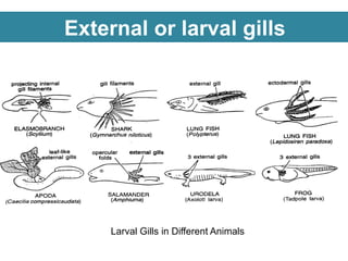 External or larval gills
Larval Gills in Different Animals
 