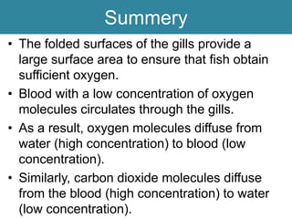 Summery
• The folded surfaces of the gills provide a
large surface area to ensure that fish obtain
sufficient oxygen.
• Blood with a low concentration of oxygen
molecules circulates through the gills.
• As a result, oxygen molecules diffuse from
water (high concentration) to blood (low
concentration).
• Similarly, carbon dioxide molecules diffuse
from the blood (high concentration) to water
(low concentration).
 