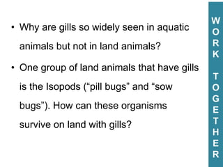 • Why are gills so widely seen in aquatic
animals but not in land animals?
• One group of land animals that have gills
is the Isopods (“pill bugs” and “sow
bugs”). How can these organisms
survive on land with gills?
W
O
R
K
T
O
G
E
T
H
E
R
W
O
R
K
T
O
G
E
T
H
E
R
 