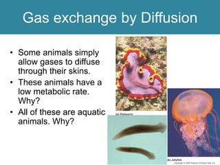 Gas exchange by Diffusion
• Some animals simply
allow gases to diffuse
through their skins.
• These animals have a
low metabolic rate.
Why?
• All of these are aquatic
animals. Why?
 