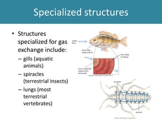 Specialized structures
• Structures
specialized for gas
exchange include:
– gills (aquatic
animals)
– spiracles
(terrestrial insects)
– lungs (most
terrestrial
vertebrates)
 