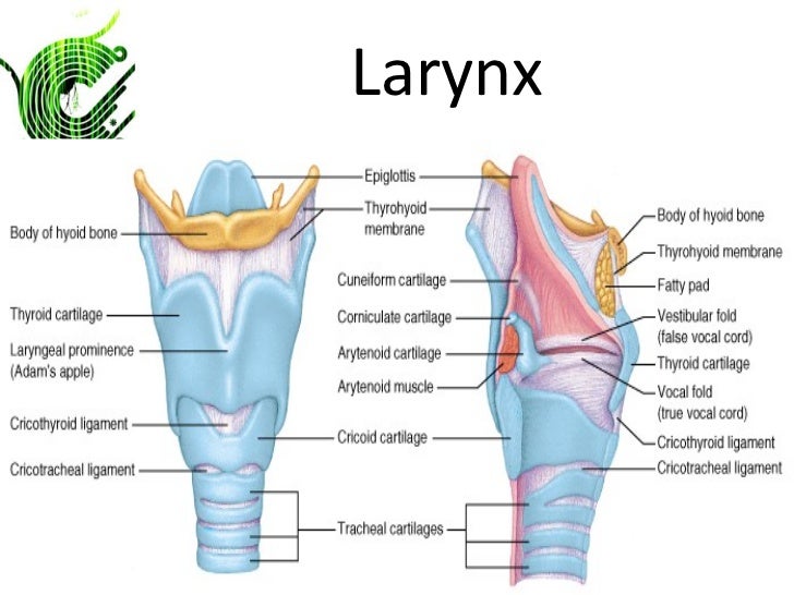 larynx structure