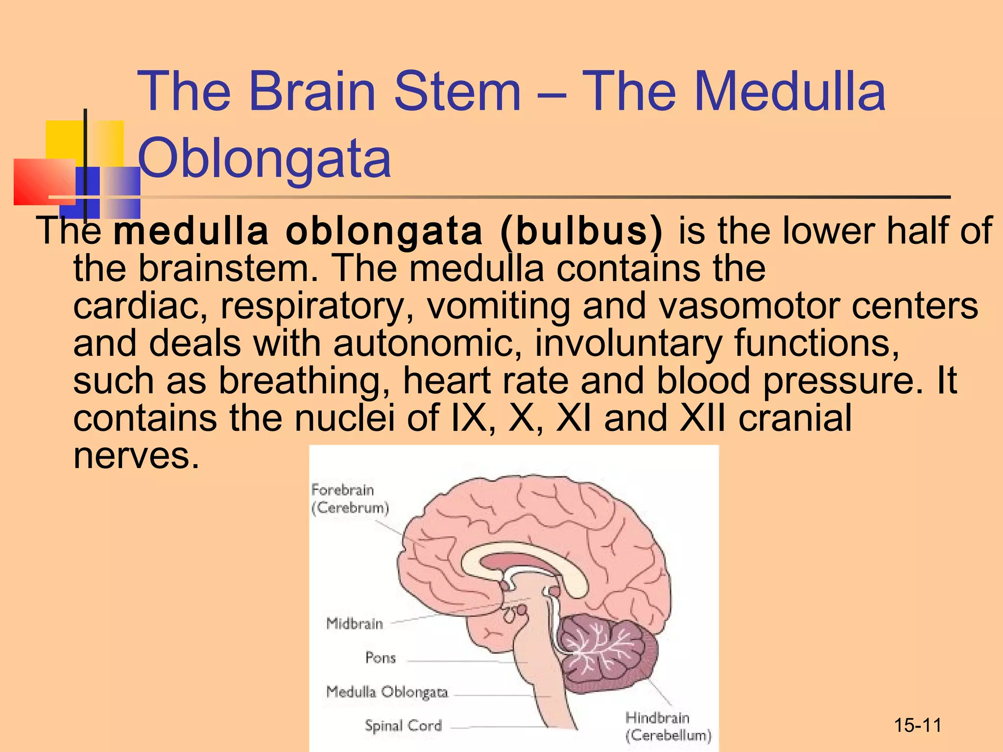 15-11
The Brain Stem – The Medulla
Oblongata
The medulla oblongata (bulbus) is the lower half of
the brainstem. The medulla contains the
cardiac, respiratory, vomiting and vasomotor centers
and deals with autonomic, involuntary functions,
such as breathing, heart rate and blood pressure. It
contains the nuclei of IX, X, XI and XII cranial
nerves.
 