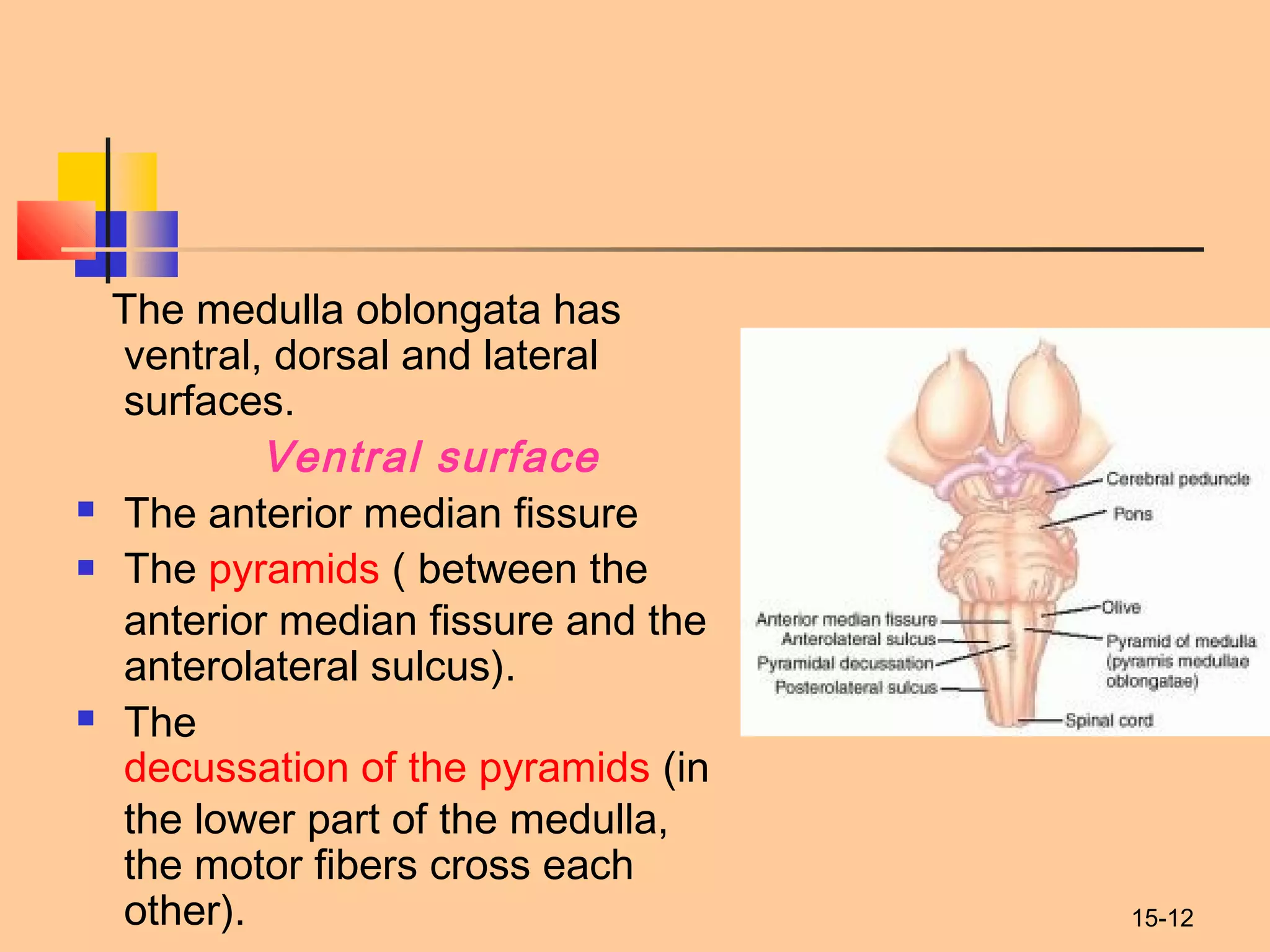 15-12
The medulla oblongata has
ventral, dorsal and lateral
surfaces.
Ventral surface
 The anterior median fissure
 The pyramids ( between the
anterior median fissure and the
anterolateral sulcus).
 The 
decussation of the pyramids (in
the lower part of the medulla,
the motor fibers cross each
other).
 