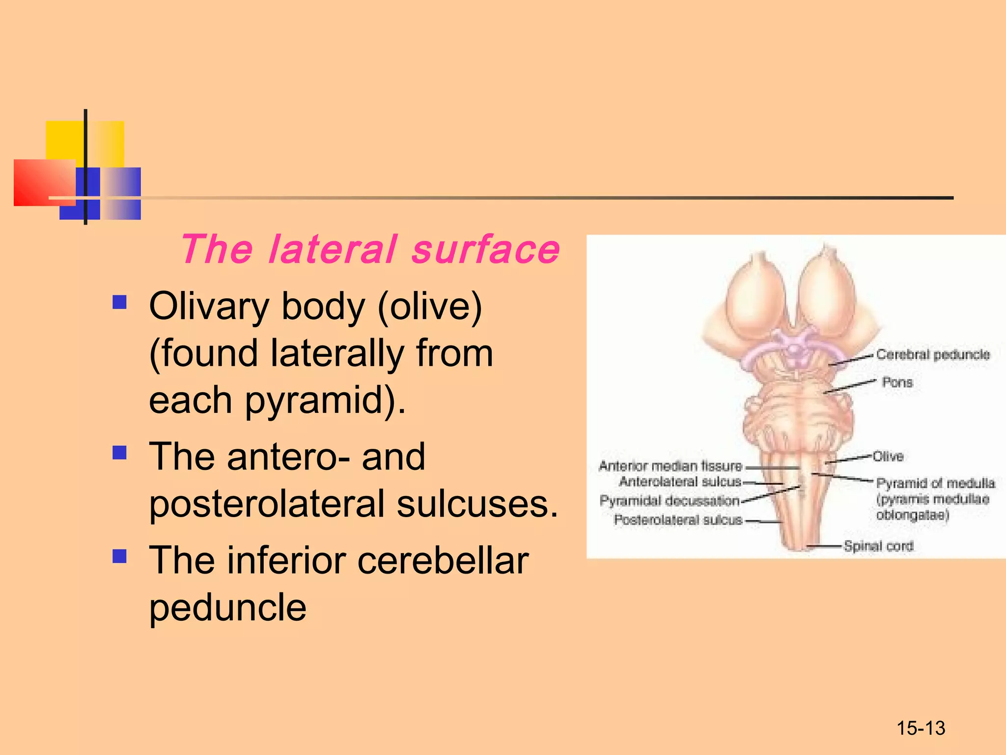 15-13
The lateral surface
 Olivary body (olive)
(found laterally from
each pyramid).
 The antero- and
posterolateral sulcuses.
 The inferior cerebellar
peduncle
 