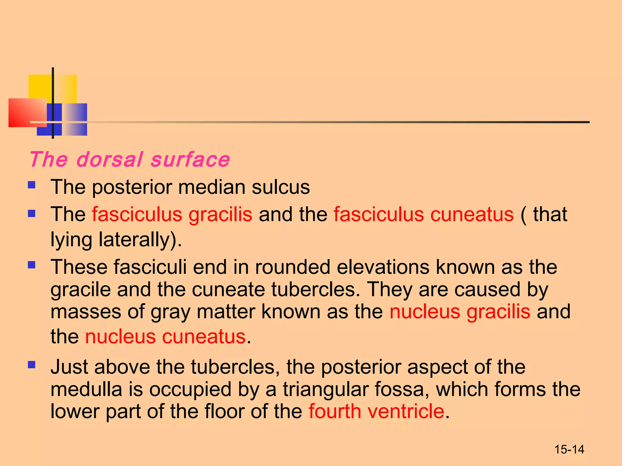 15-14
The dorsal surface
 The posterior median sulcus
 The fasciculus gracilis and the fasciculus cuneatus ( that
lying laterally).
 These fasciculi end in rounded elevations known as the
gracile and the cuneate tubercles. They are caused by
masses of gray matter known as the nucleus gracilis and
the nucleus cuneatus.
 Just above the tubercles, the posterior aspect of the
medulla is occupied by a triangular fossa, which forms the
lower part of the floor of the fourth ventricle.
 