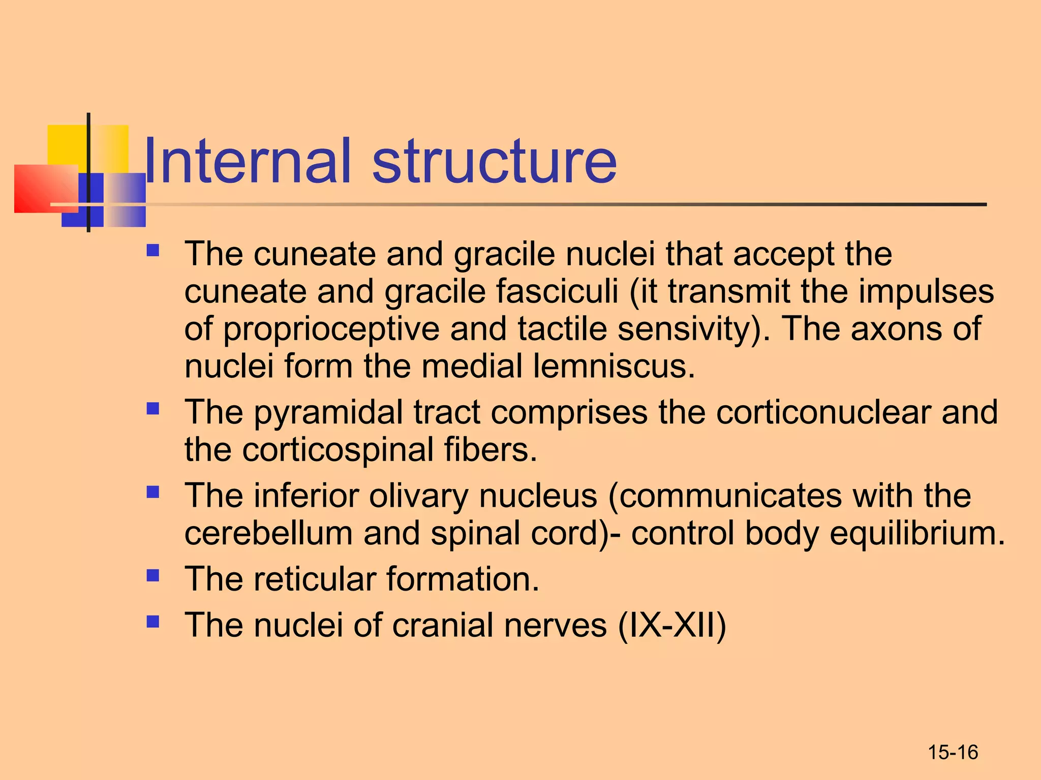 15-16
Internal structure
 The cuneate and gracile nuclei that accept the
cuneate and gracile fasciculi (it transmit the impulses
of proprioceptive and tactile sensivity). The axons of
nuclei form the medial lemniscus.
 The pyramidal tract comprises the corticonuclear and
the corticospinal fibers.
 The inferior olivary nucleus (communicates with the
cerebellum and spinal cord)- control body equilibrium.
 The reticular formation.
 The nuclei of cranial nerves (IX-XII)
 