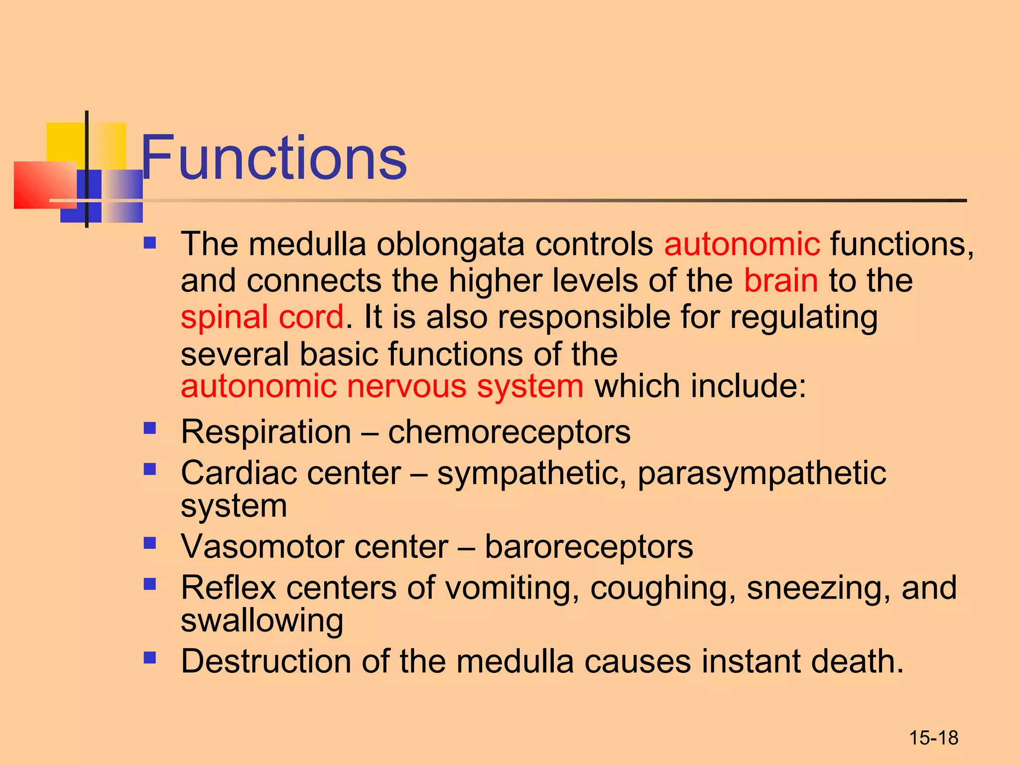 15-18
Functions
 The medulla oblongata controls autonomic functions,
and connects the higher levels of the brain to the 
spinal cord. It is also responsible for regulating
several basic functions of the 
autonomic nervous system which include:
 Respiration – chemoreceptors
 Cardiac center – sympathetic, parasympathetic
system
 Vasomotor center – baroreceptors
 Reflex centers of vomiting, coughing, sneezing, and
swallowing
 Destruction of the medulla causes instant death.
 