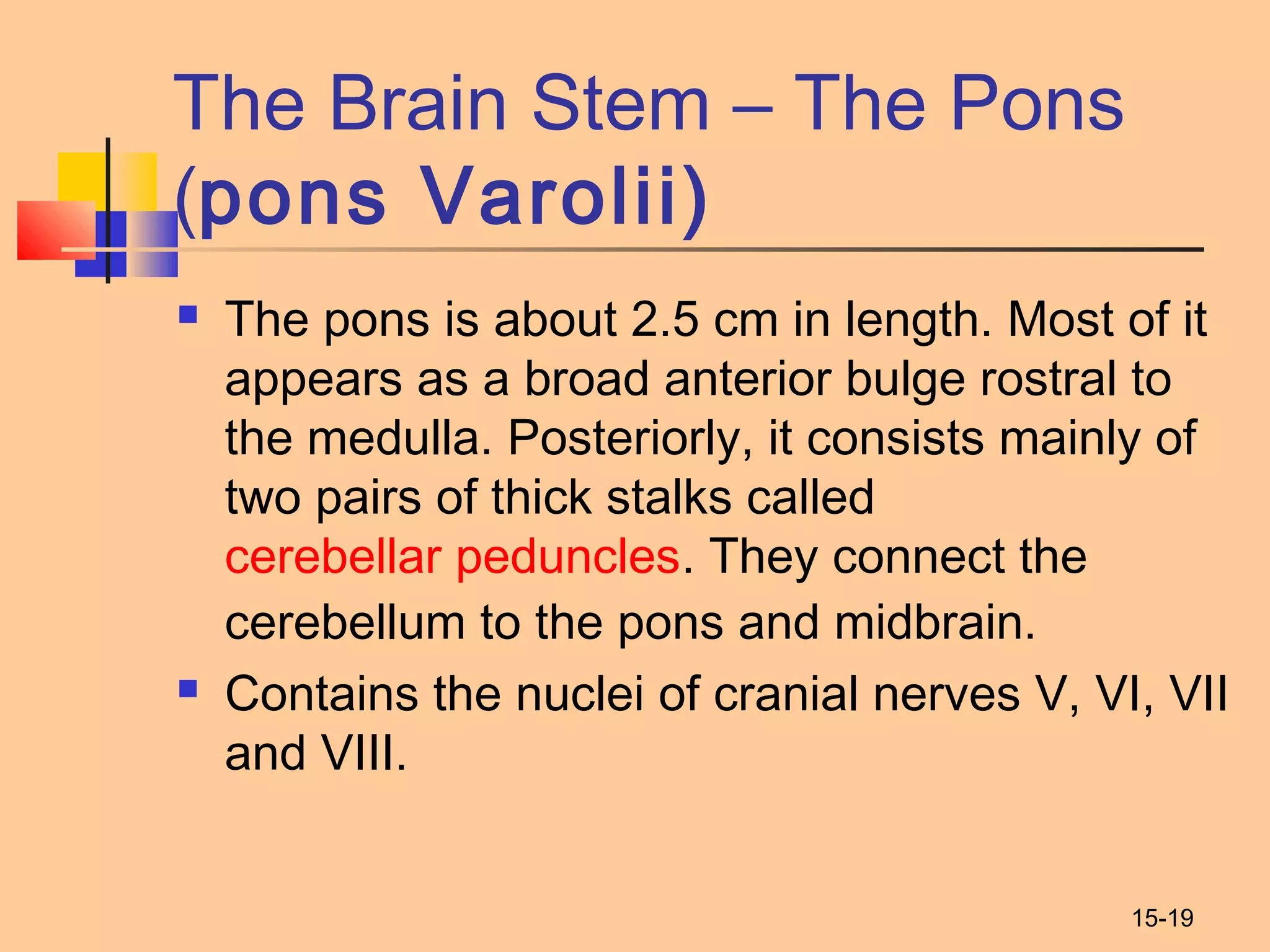 15-19
The Brain Stem – The Pons
(pons Varolii)
 The pons is about 2.5 cm in length. Most of it
appears as a broad anterior bulge rostral to
the medulla. Posteriorly, it consists mainly of
two pairs of thick stalks called
cerebellar peduncles. They connect the
cerebellum to the pons and midbrain.
 Contains the nuclei of cranial nerves V, VI, VII
and VIII.
 