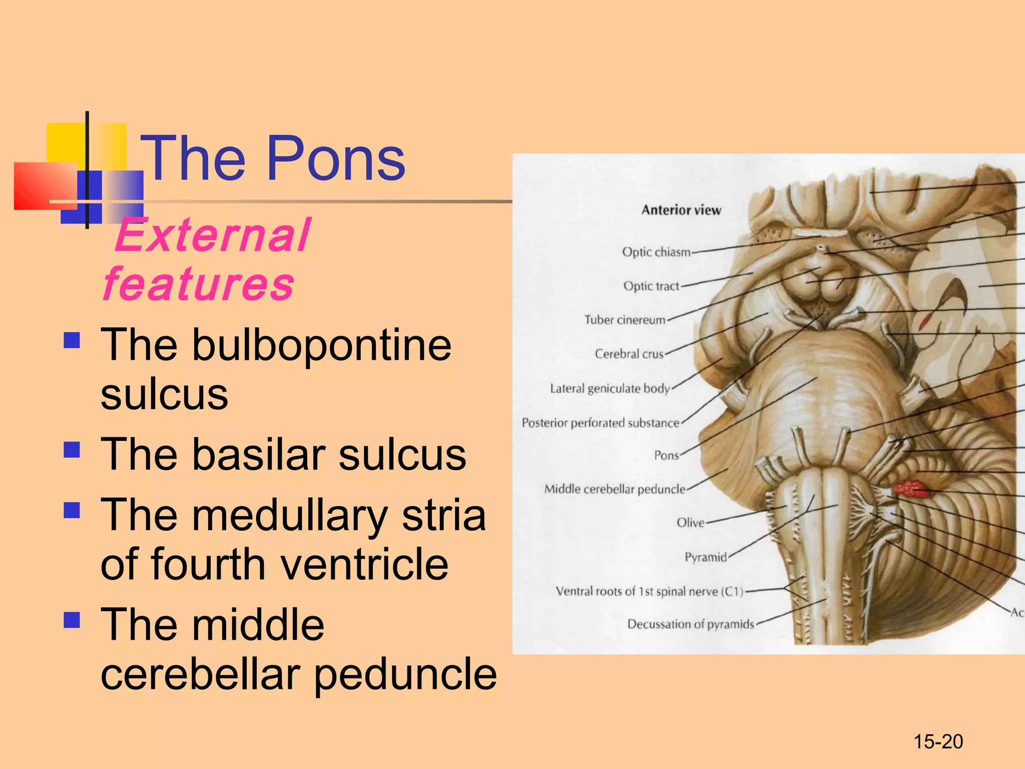 15-20
The Pons
External
features
 The bulbopontine
sulcus
 The basilar sulcus
 The medullary stria
of fourth ventricle
 The middle
cerebellar peduncle
 