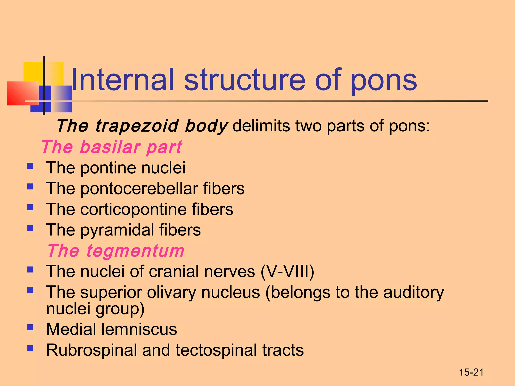 15-21
Internal structure of pons
The trapezoid body delimits two parts of pons:
The basilar part
 The pontine nuclei
 The pontocerebellar fibers
 The corticopontine fibers
 The pyramidal fibers
The tegmentum
 The nuclei of cranial nerves (V-VIII)
 The superior olivary nucleus (belongs to the auditory
nuclei group)
 Medial lemniscus
 Rubrospinal and tectospinal tracts
 