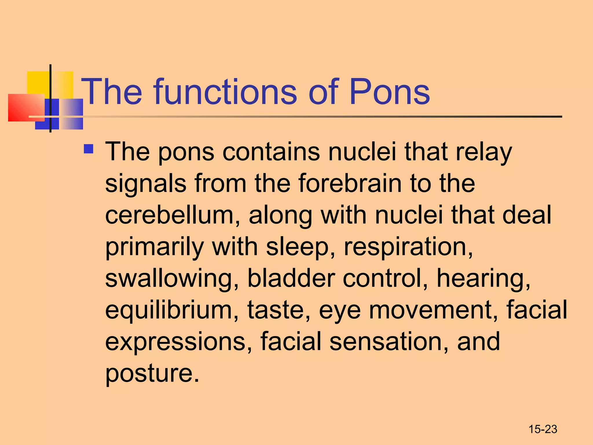 15-23
The functions of Pons
 The pons contains nuclei that relay
signals from the forebrain to the
cerebellum, along with nuclei that deal
primarily with sleep, respiration,
swallowing, bladder control, hearing,
equilibrium, taste, eye movement, facial
expressions, facial sensation, and
posture.
 