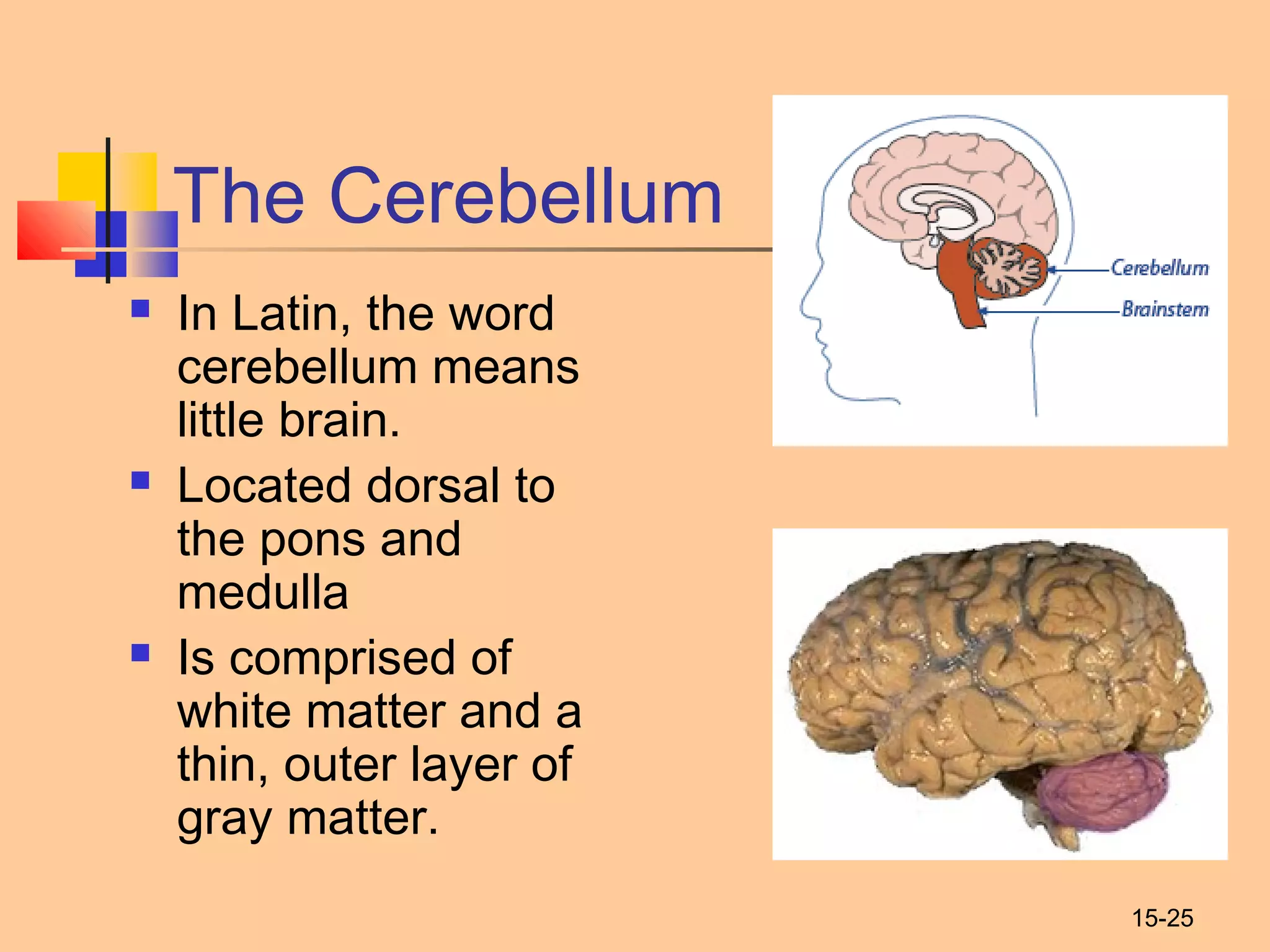 15-25
The Cerebellum
 In Latin, the word
cerebellum means
little brain.
 Located dorsal to
the pons and
medulla
 Is comprised of
white matter and a
thin, outer layer of
gray matter.
 