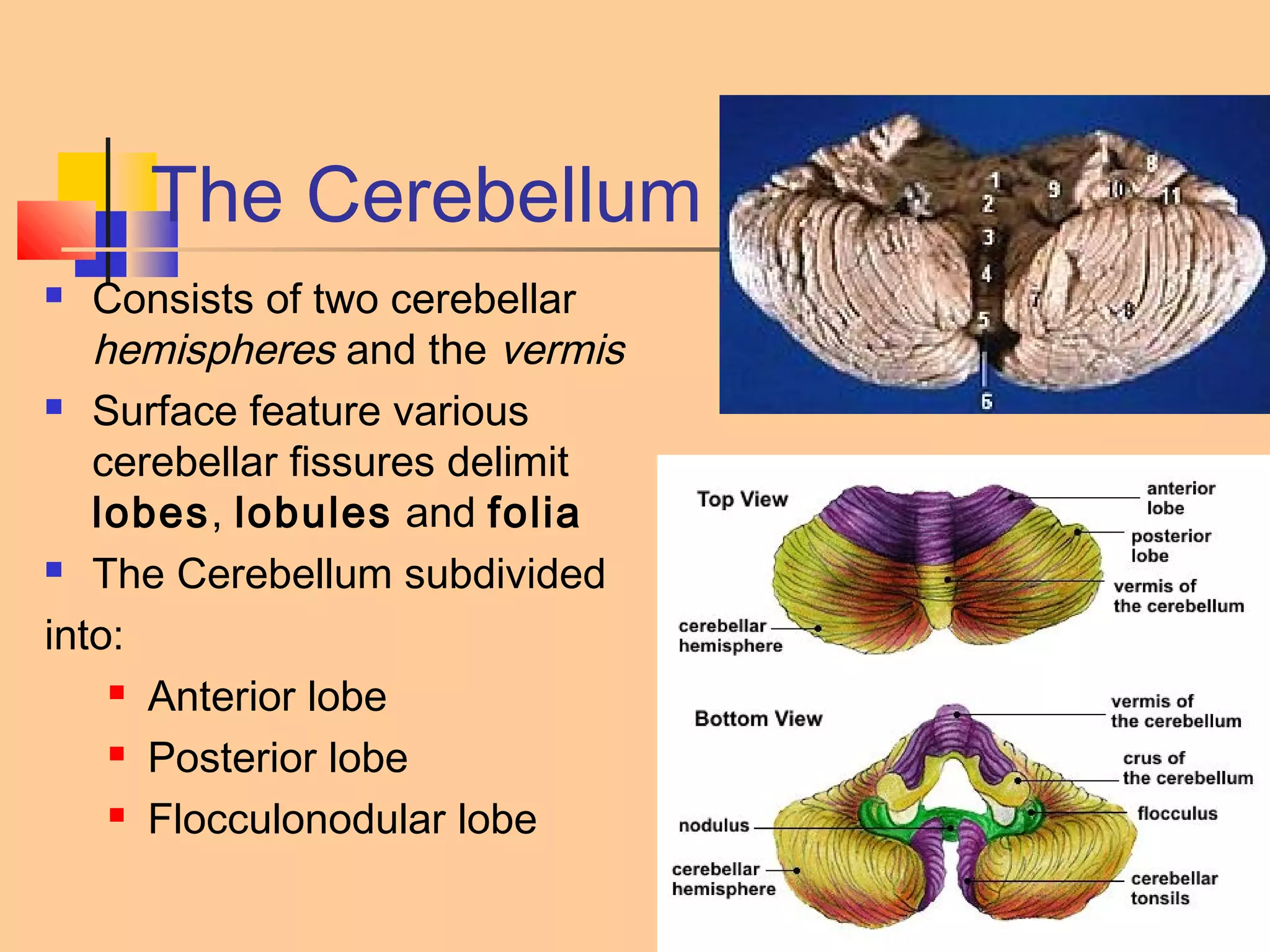 15-26
The Cerebellum
 Consists of two cerebellar
hemispheres and the vermis
 Surface feature various
cerebellar fissures delimit
lobes, lobules and folia
 The Cerebellum subdivided
into:
 Anterior lobe
 Posterior lobe
 Flocculonodular lobe
 
