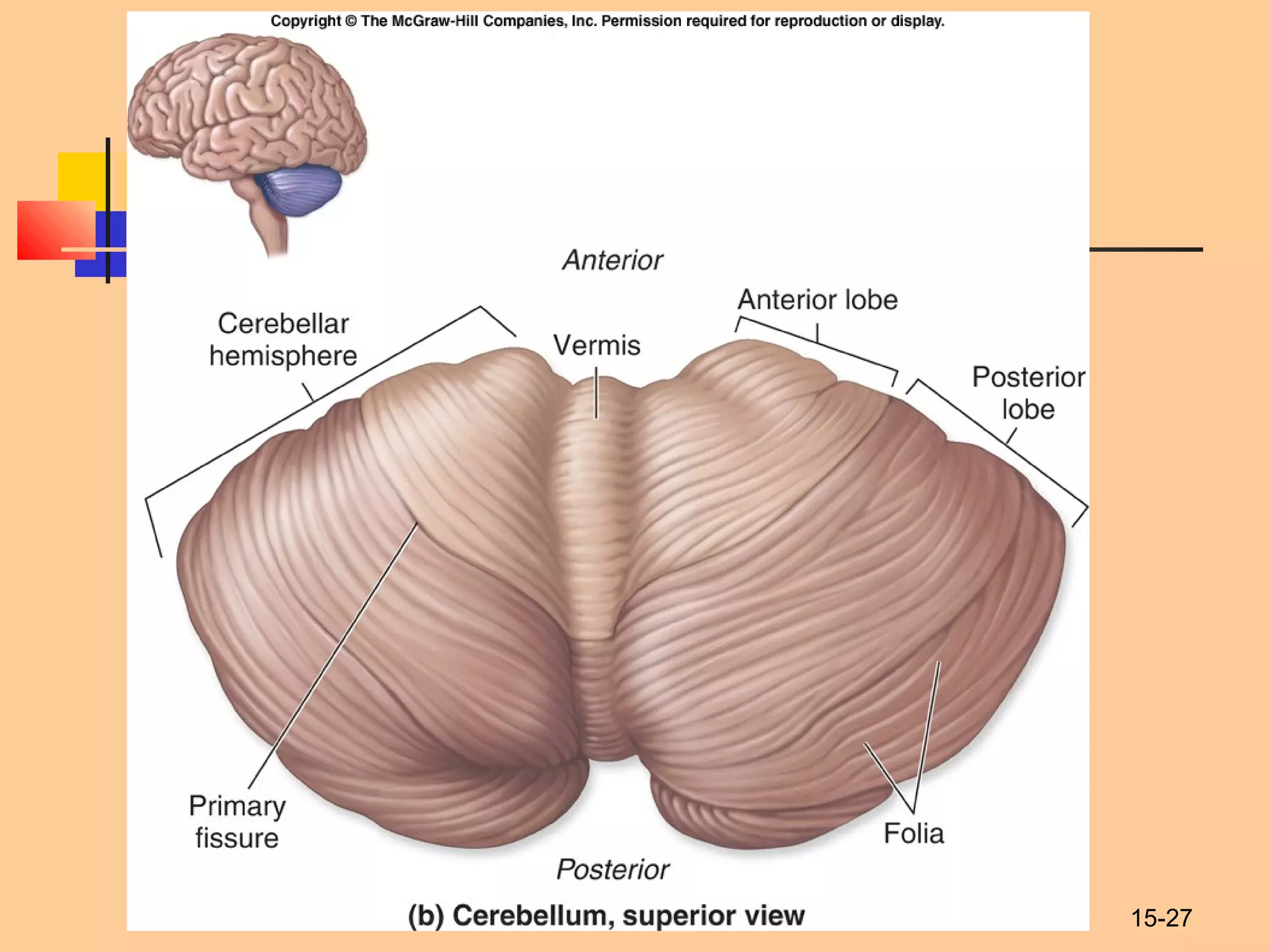 Structure Of Rhombencephalon Midbrain And Diencephalon Vegetative Structure Of Rhombencephalon Midbrain And Diencephalon Vegetative