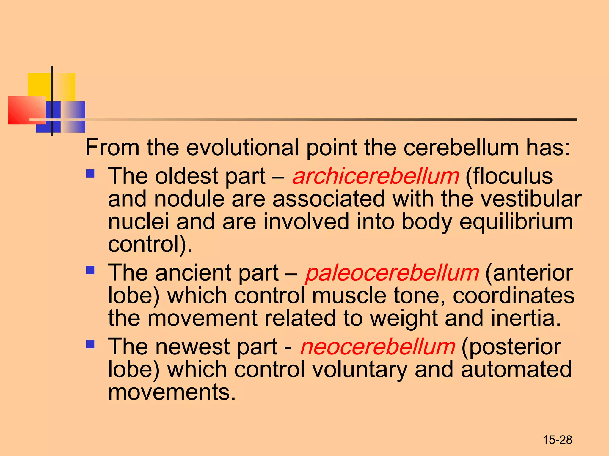 15-28
From the evolutional point the cerebellum has:
 The oldest part – archicerebellum (floculus
and nodule are associated with the vestibular
nuclei and are involved into body equilibrium
control).
 The ancient part – paleocerebellum (anterior
lobe) which control muscle tone, coordinates
the movement related to weight and inertia.
 The newest part - neocerebellum (posterior
lobe) which control voluntary and automated
movements.
 